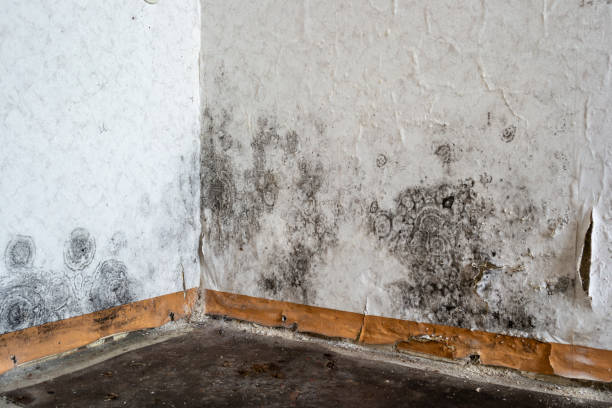 Best Mold Removal Company Near Me  in St Johns, AZ